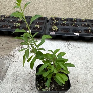 Goji Berry Live Plant (Lycium barbarum) - Wolfberry Bush, Drought Tolerant - Image 2