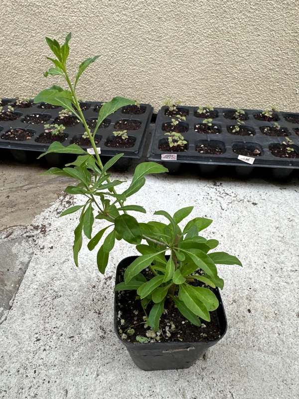 Goji Berry Live Plant (Lycium barbarum) - Wolfberry Bush, Drought Tolerant - Image 2