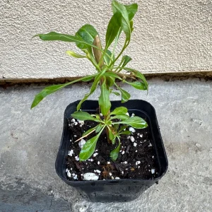 Goji Berry Live Plant (Lycium barbarum) - Wolfberry Bush, Drought Tolerant - Image 3