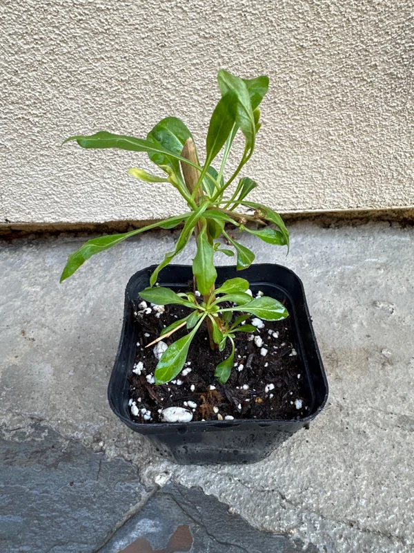 Goji Berry Live Plant (Lycium barbarum) - Wolfberry Bush, Drought Tolerant - Image 3