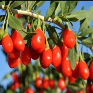 Goji Berry Live Plant (Lycium barbarum) - Wolfberry Bush, Drought Tolerant - Image 4