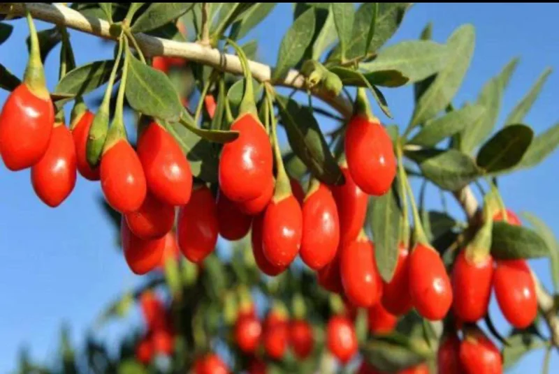 Goji Berry Live Plant (Lycium barbarum) - Wolfberry Bush, Drought Tolerant - Image 4