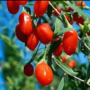 Goji Berry Live Plant (Lycium barbarum) - Wolfberry Bush, Drought Tolerant - Image 5
