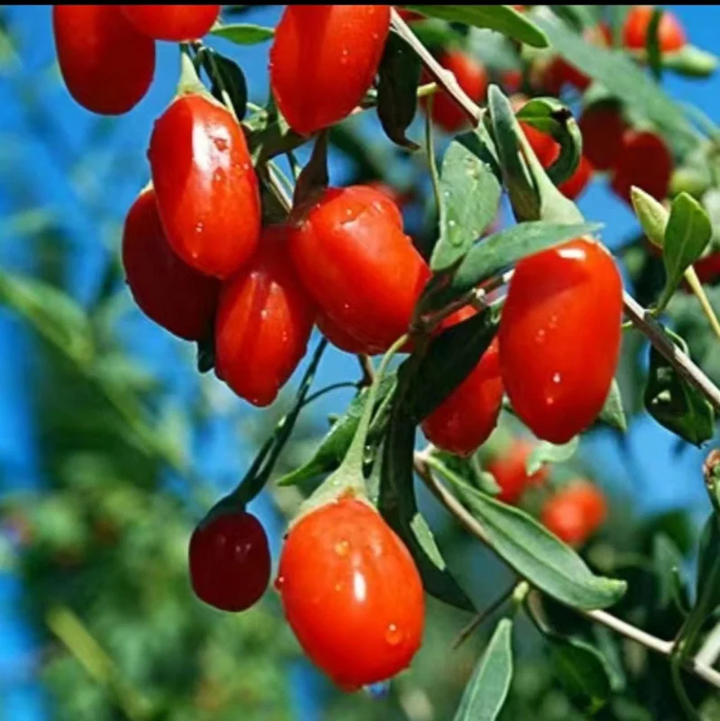 Goji Berry Live Plant (Lycium barbarum) - Wolfberry Bush, Drought Tolerant - Image 5