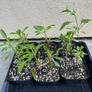 Goji Berry Live Plant (Lycium barbarum) - Wolfberry Bush, Drought Tolerant - Image 6