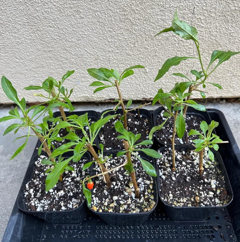 Goji Berry Live Plant (Lycium barbarum) - Wolfberry Bush, Drought Tolerant - Image 6