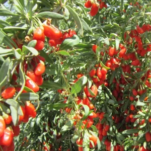 Goji Berry Live Plant (Lycium barbarum) - Wolfberry Bush, Drought Tolerant - Image 7