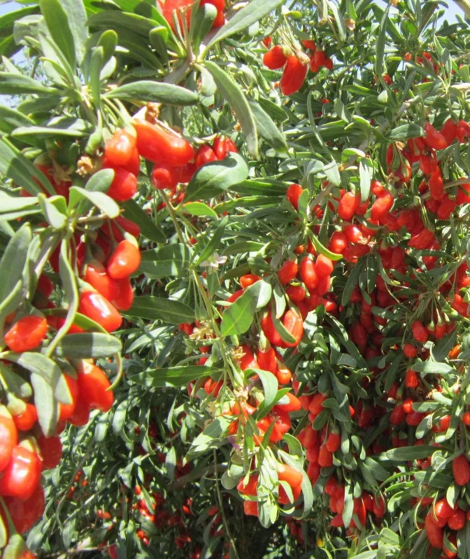 Goji Berry Live Plant (Lycium barbarum) - Wolfberry Bush, Drought Tolerant - Image 7