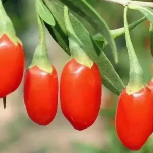 Goji Berry Live Plant (Lycium barbarum) - Wolfberry Bush, Drought Tolerant - Image 1