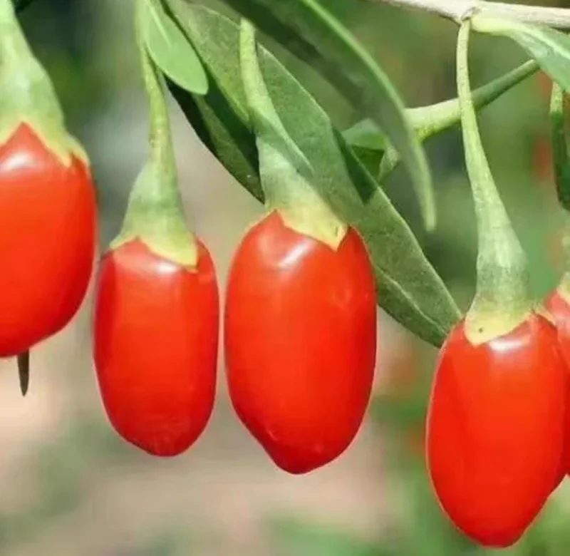 Goji Berry Live Plant (Lycium barbarum) - Wolfberry Bush, Drought Tolerant - Image 1
