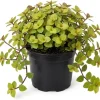 Gold Wandering Jew Live Plant - Tradescantia Callisia Repens 2" Pot Indoor/Outdoor - Image 1