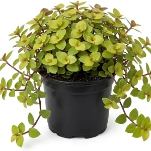 Gold Wandering Jew Live Plant - Tradescantia Callisia Repens 2