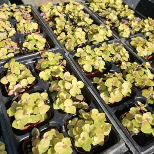 Gold Wandering Jew Live Plant - Tradescantia Callisia Repens 2