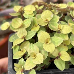 Gold Wandering Jew Live Plant - Tradescantia Callisia Repens 2