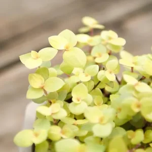 Gold Wandering Jew Live Plant - Tradescantia Callisia Repens 2