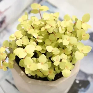 Gold Wandering Jew Live Plant - Tradescantia Callisia Repens 2