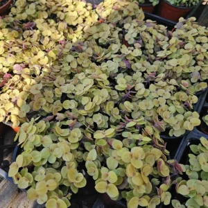 Gold Wandering Jew Live Plant - Tradescantia Houseplant 4 inch Pot Indoor/Outdoor - Image 2
