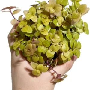 Gold Wandering Jew Live Plant - Tradescantia Houseplant 4 inch Pot Indoor/Outdoor - Image 3