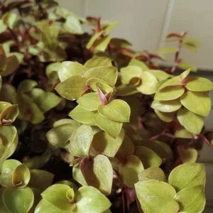 Gold Wandering Jew Live Plant - Tradescantia Houseplant 4 inch Pot Indoor/Outdoor - Image 4