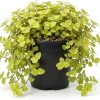 Gold Wandering Jew Live Plant - Tradescantia Houseplant 4 inch Pot Indoor/Outdoor - Image 1