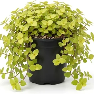 Gold Wandering Jew Live Plant - Tradescantia Houseplant 4 inch Pot Indoor/Outdoor - Image 1