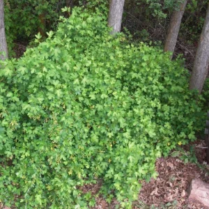 Golden Currant Live Plant – Cold Hardy Yellow Currant Shrub, 6-12" Tall, Outdoor - Image 2