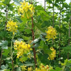 Golden Currant Live Plant – Cold Hardy Yellow Currant Shrub, 6-12