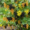 Golden Currant Live Plant – Cold Hardy Yellow Currant Shrub, 6-12" Tall, Outdoor - Image 1