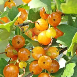 Golden Currant Plant – Live Yellow Currant Shrub, 6-12" Tall, Zone 3-8 Outdoor - Image 2