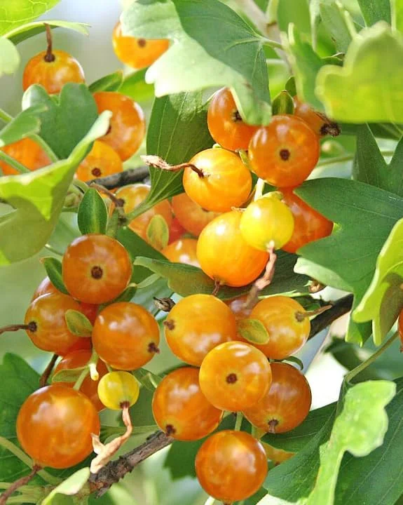 Golden Currant Plant – Live Yellow Currant Shrub, 6-12" Tall, Zone 3-8 Outdoor - Image 2