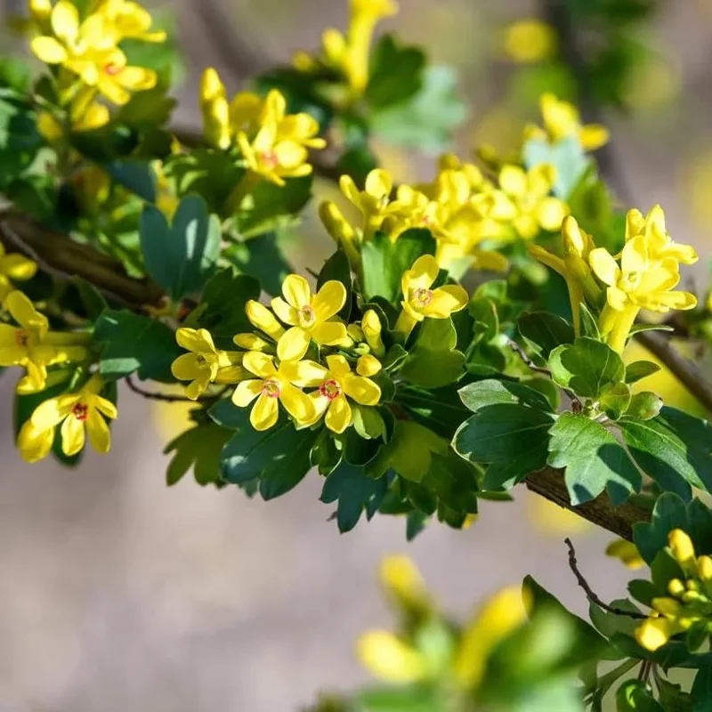 Golden Currant Plant – Live Yellow Currant Shrub, 6-12" Tall, Zone 3-8 Outdoor - Image 6