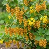 Golden Currant Plant – Live Yellow Currant Shrub, 6-12" Tall, Zone 3-8 Outdoor - Image 1