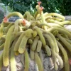 Golden Rat Tail Cactus Live Plant – Cleistocactus winteri – 4 inch Pot – Indoor/Outdoor Succulent - Image 1