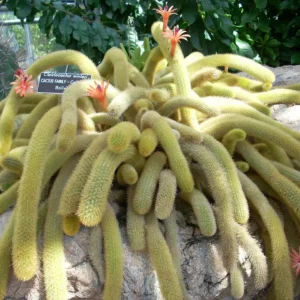 Golden Rat Tail Cactus Live Plant – Cleistocactus winteri – 4 inch Pot – Indoor/Outdoor Succulent - Image 1