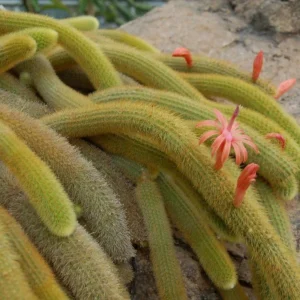 Golden Rat Tail Cactus Live Plant – Cleistocactus winteri – 4 inch Pot – Indoor/Outdoor Succulent - Image 2