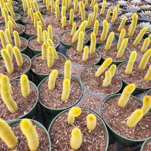 Golden Rat Tail Cactus Live Plant – Cleistocactus winteri – 4 inch Pot – Indoor/Outdoor Succulent - Image 3
