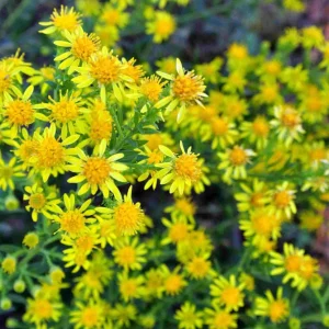 Goldenrod Solidago rigida - Native Perennial Bareroot Plant - 3 Pack - Image 3