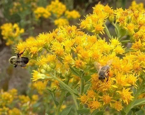 Goldenrod Solidago rigida - Native Perennial Bareroot Plant - 3 Pack - Image 1