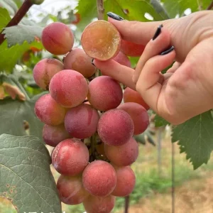 Grafted Grape Vine Seedlings - Live Fruit Plant for Backyard Garden, 1 Plant - Image 2