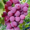 Grafted Grape Vine Seedlings - Live Fruit Plant for Backyard Garden, 1 Plant - Image 1