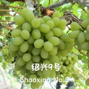 Grafted Grape Vine Seedlings - Live Fruit Plant for Backyard Garden, 1 Plant - Image 5