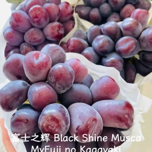 Grafted Grape Vine Seedlings - Live Fruit Plant for Backyard Garden, 1 Plant - Image 6