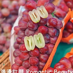 Grafted Grape Vine Seedlings - Live Fruit Plant for Backyard Garden, 1 Plant - Image 7