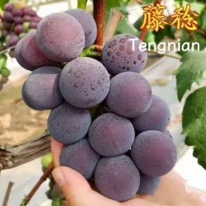 Grafted Grape Vine Seedlings - Live Fruit Plant for Backyard Garden, 1 Plant - Image 8