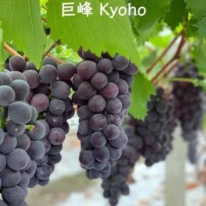Grafted Grape Vine Seedlings - Live Fruit Plant for Backyard Garden, 1 Plant - Image 9