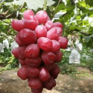 Grafted Romantic Beauty Grape Vine Tree - Red Seedless Table Grape Bare Root Plant - Image 2