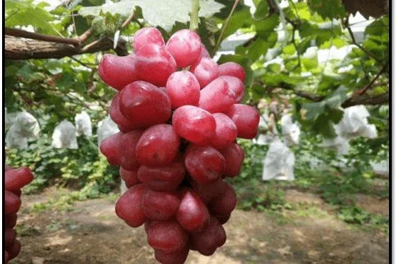 Grafted Romantic Beauty Grape Vine Tree - Red Seedless Table Grape Bare Root Plant - Image 2