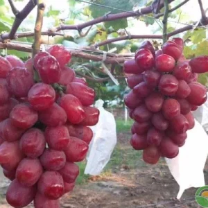 Grafted Romantic Beauty Grape Vine Tree - Red Seedless Table Grape Bare Root Plant - Image 3