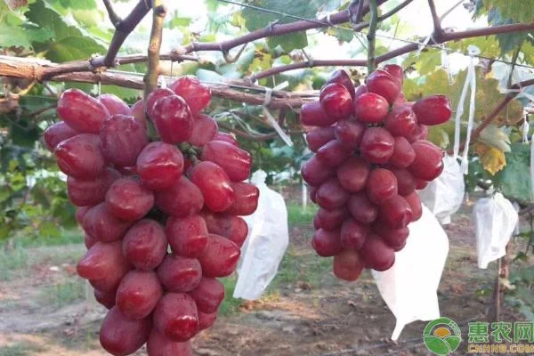 Grafted Romantic Beauty Grape Vine Tree - Red Seedless Table Grape Bare Root Plant - Image 3