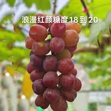 Grafted Romantic Beauty Grape Vine Tree - Red Seedless Table Grape Bare Root Plant - Image 4